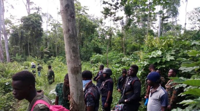Photos: Juaboso forest now turned into a weed haven