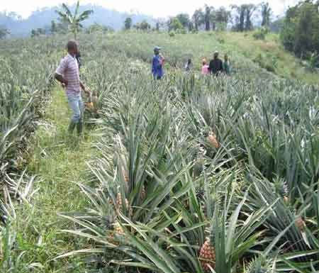 Show appreciation to Akufo-Addo for Ekumfi pineapple factory – NPP