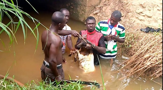 NPP man who cursed constituency executives and his MP dies
