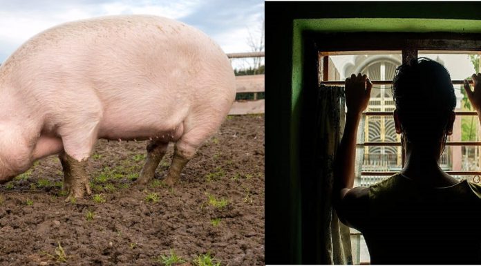 Man in court for having sex with Pig