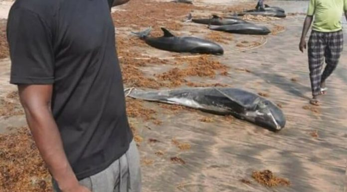 Dozens of dolphins washed up on Axim Beach (video)