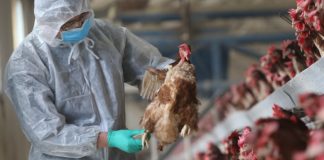 Birdflu On The Rise; Western And Greater Accra Region Highly Affected.