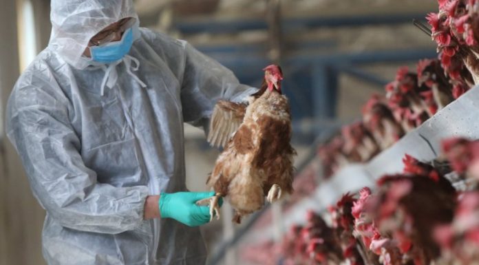 Birdflu On The Rise; Western And Greater Accra Region Highly Affected.