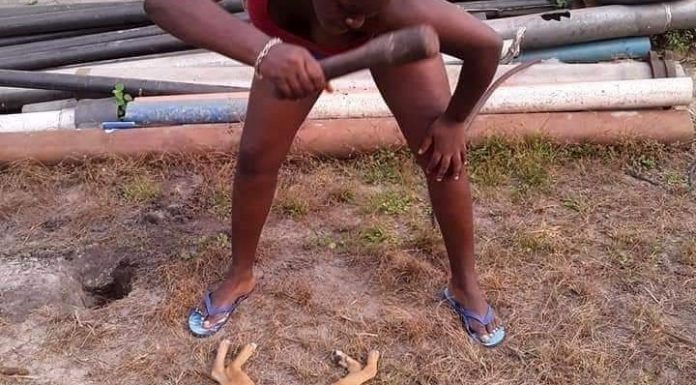 Taboo: Over 50 Dogs allegedly Killed in Awutu Bereku by traditional priests