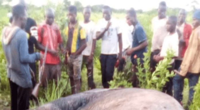 Farmer killed by elephants at East Mamprusi; leaves behind 3 wives, 13 children