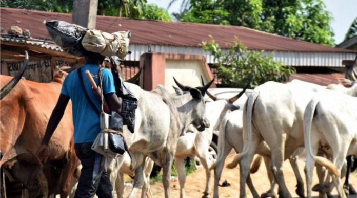 Fulani Herdsman Killed By His Master After Rustlers Stole 7 Cows
