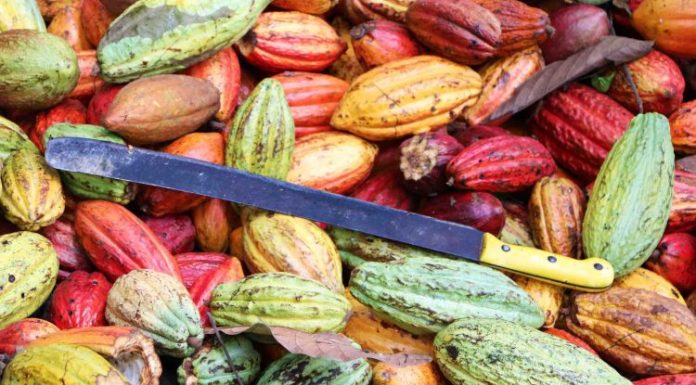 National Farmers’ Day: Cocoa Farmers Association Snubs Ceremony.