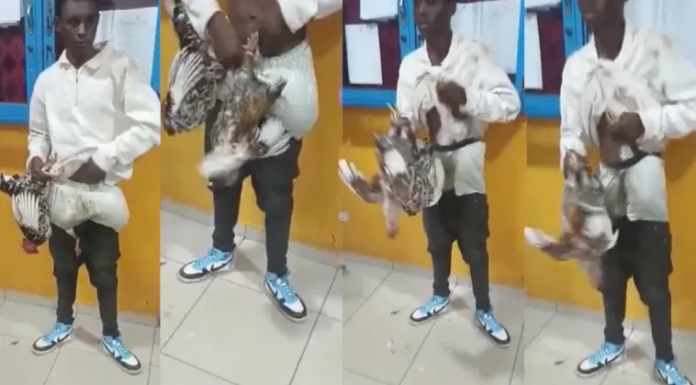 VIdeo: Fowl thief asked by Police to demonstrate how he did it